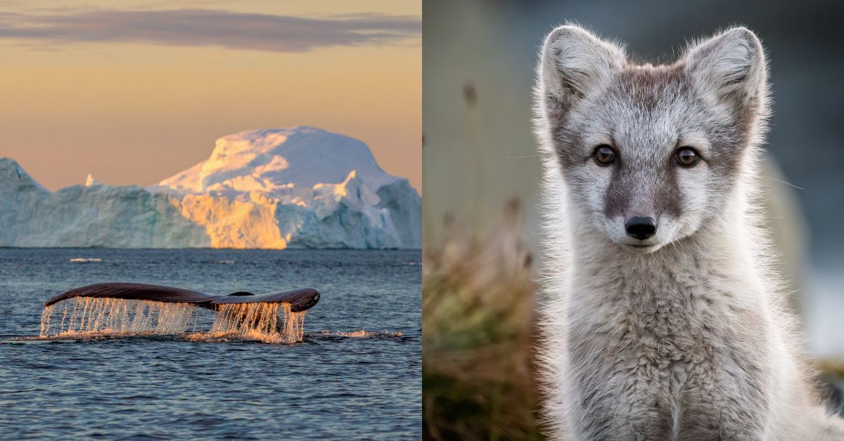 July - Sightseeing with Scenic Views with Travel Guides in the Arctic