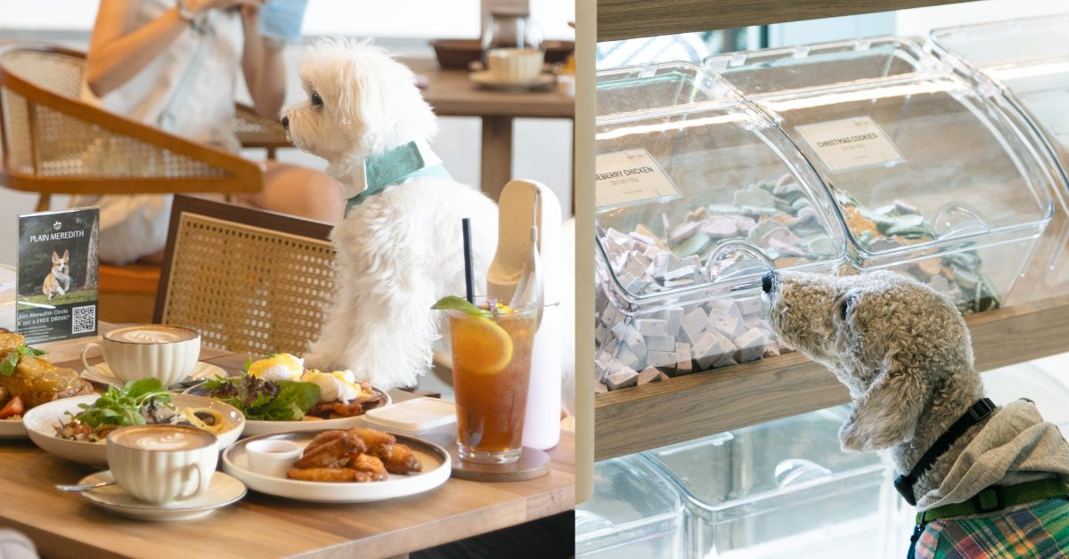 Plain Meredith - Cosy Pet-Friendly Café with Dog Treat Corner at Holland Village 