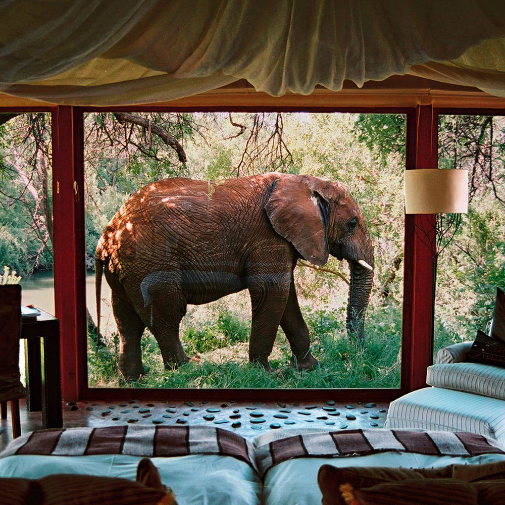 Top Wildlife Glamping Spots for a Luxurious Safari Night - Thumbnail