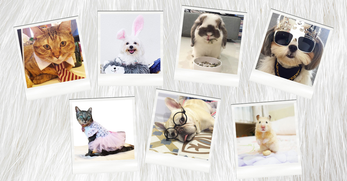 7 Singaporean Pet Personalities You Should Follow Vanilla Luxury