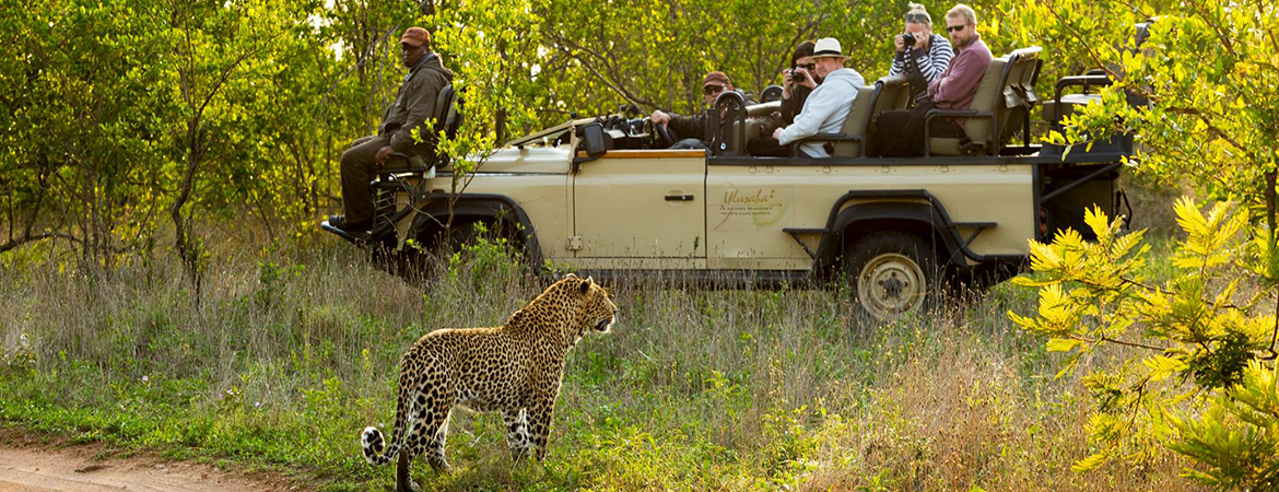 Top Wildlife Glamping Spots for a Luxurious Safari Night - Banner