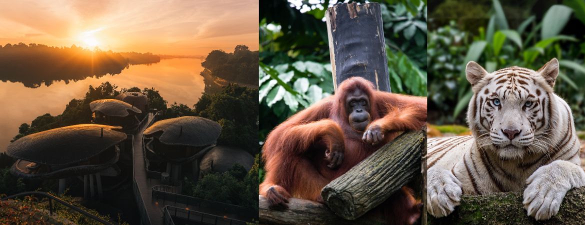 Mandai Rainforest Resort by Banyan Tree: What It’s Like to Stay Inside Singapore’s Wildlife Reserve We Review Mandai Rainforest Resort by Banyan Tree, Singapore