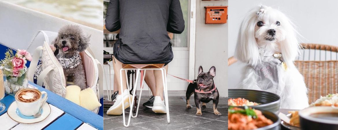 pet friendly cafe singapore