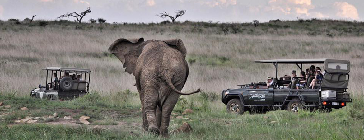 South African Designer Helen Grisdale on her Favourite Private Game Reserves South African Designer Helen Grisdale on her Favourite Private Game Reserves-Banner