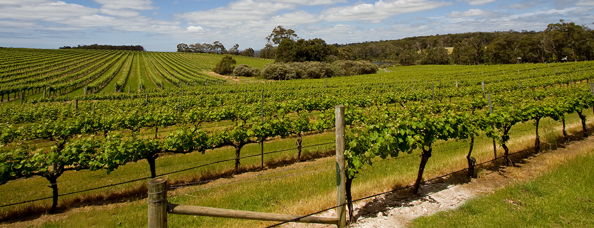 HomeAway on the Wines: A Family Vacation in the Margaret River Region - Banner 