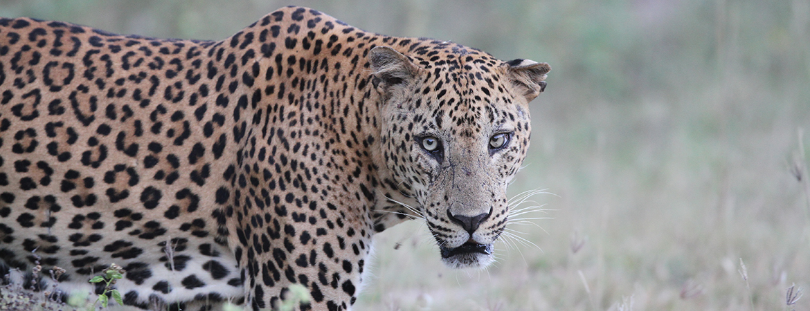 Leopard Trails: Sri Lanka Safari