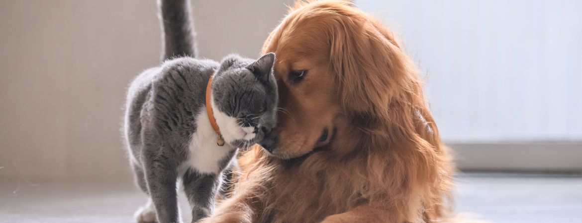 15 Best Pet Stores in Singapore for Food, Supplies, Toys and More pet stores singapore