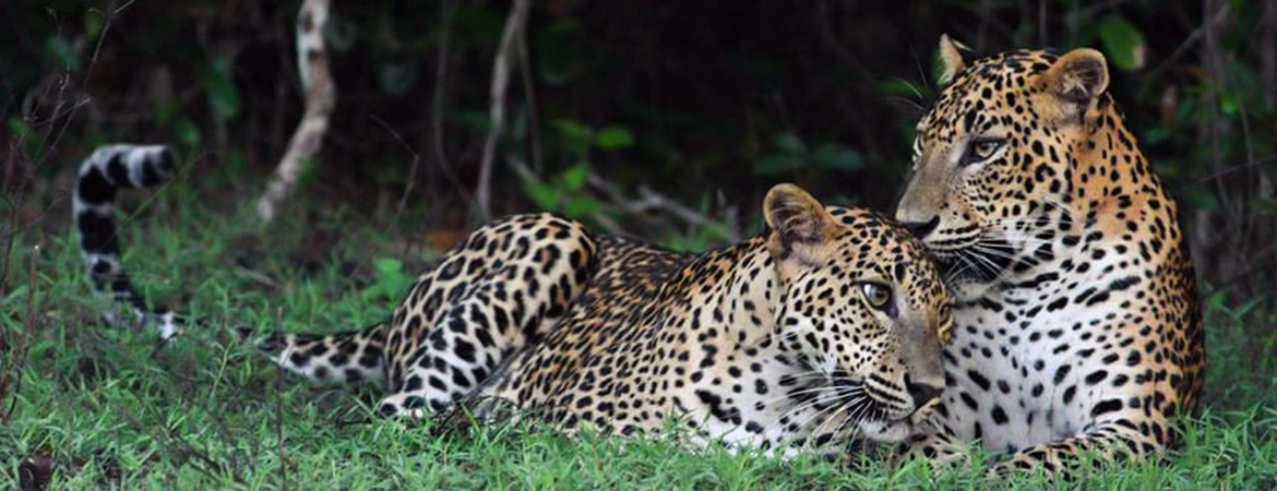 Sri Lanka: Yala National Park with Ceylon Wild Safaris - Banner