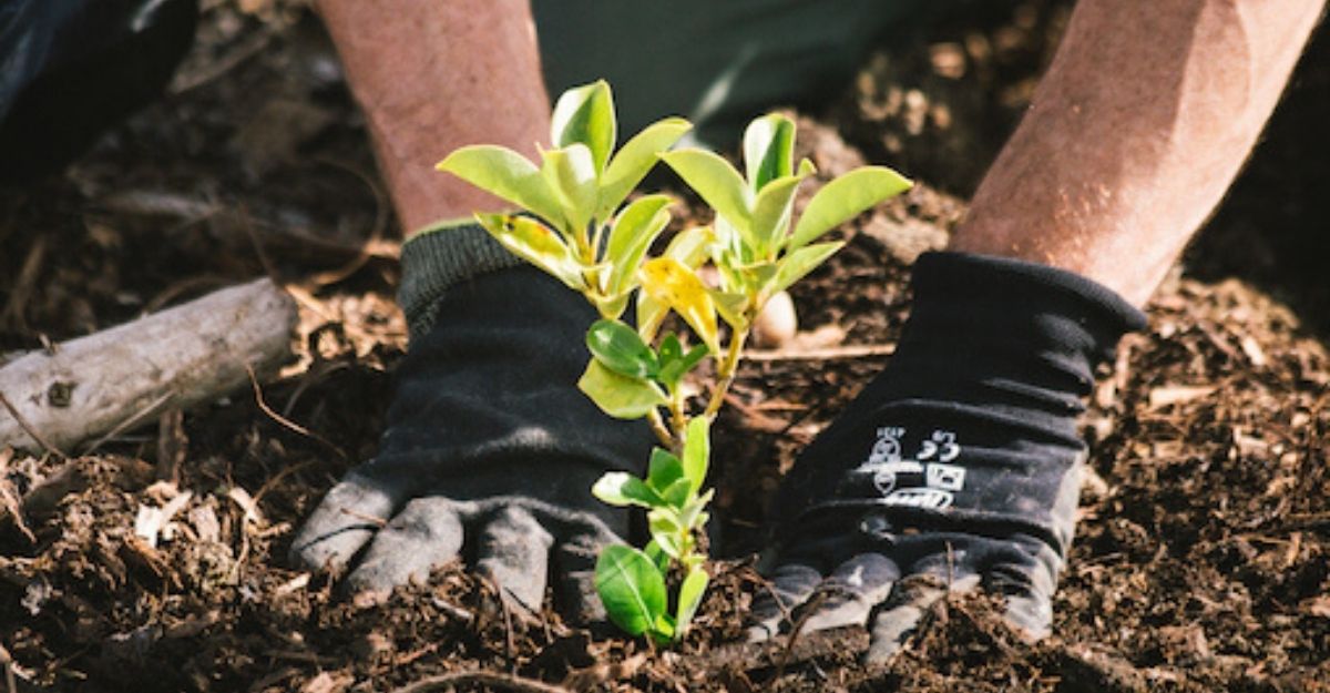 Forest of Hope