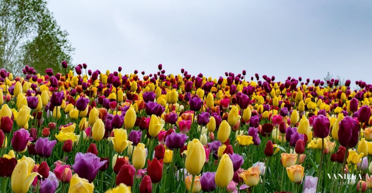 Tulips Amsterdam