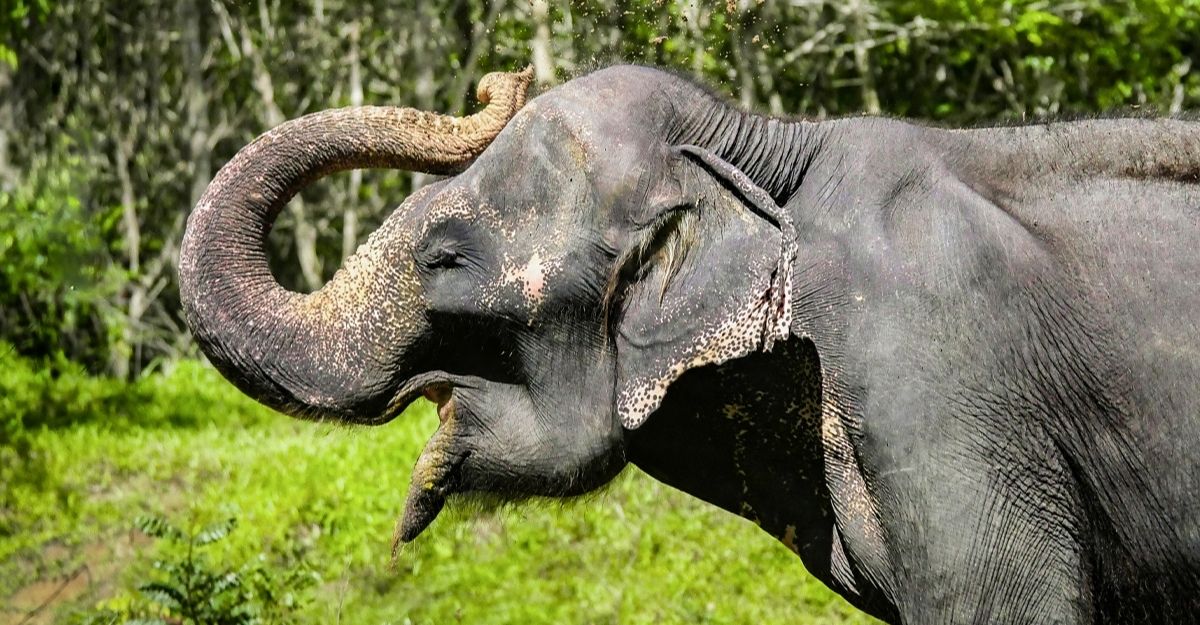 Phuket Elephant Sanctuary