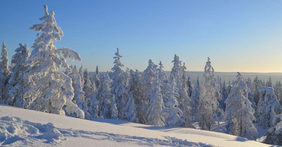 Taiga Forest