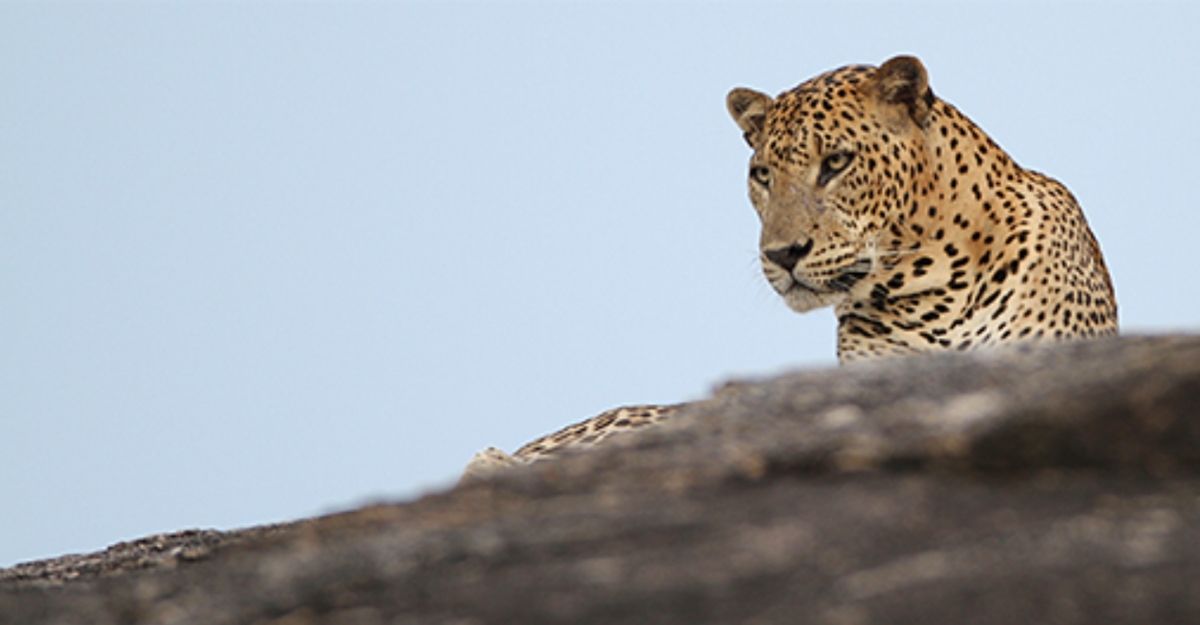 Game Viewing
