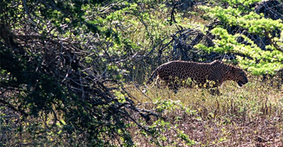 Ceylon Wild Safaris Leopard