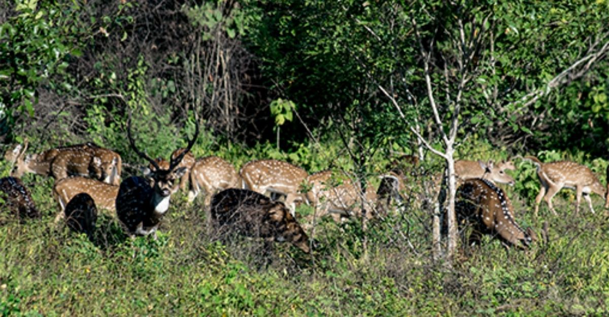 Ceylon Wild Safaris spotted deer