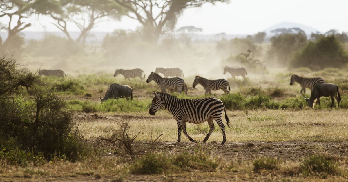 August - Horseback Riding Safari and Exploring Wildlife in Kenya