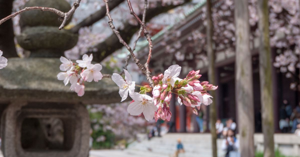 sakura in fukuoka