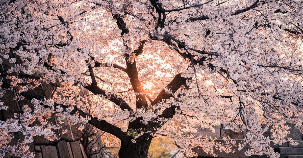 hakodate sakura season