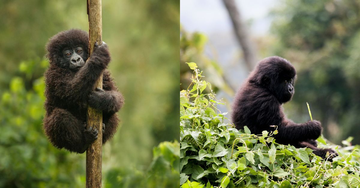 June - Gorilla Trekking Experience with Expert Travel Guides in Rwanda