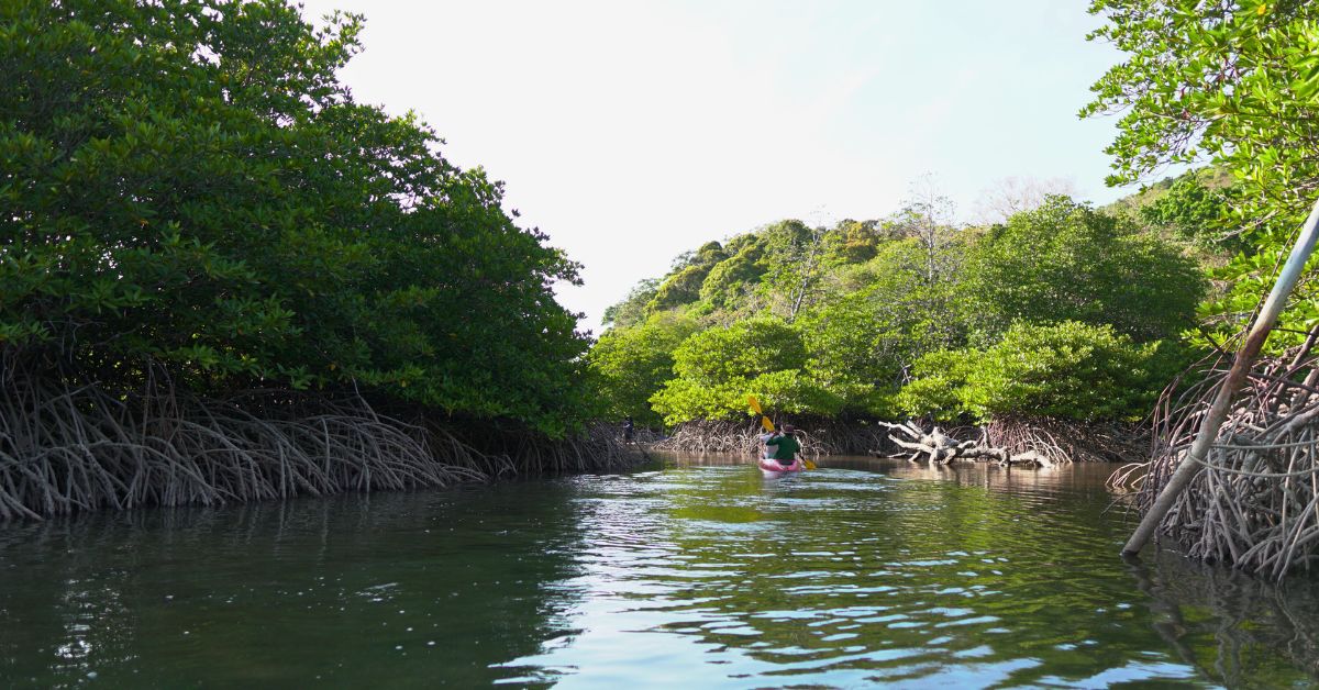 Kayaked to Plant Mangrove Trees