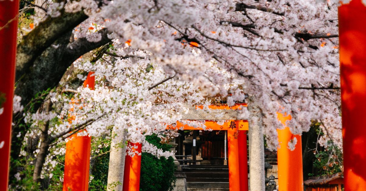 kyoto cherry blossom