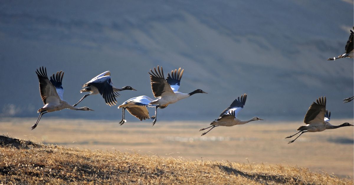 November - Witness The Black Necked Crane Festival in Bhutan