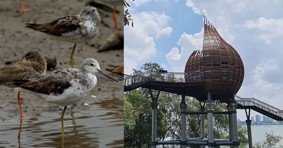 Sungei Buloh Wetland Reserve – Family Day at Singapore’s First Mangrove Reserve