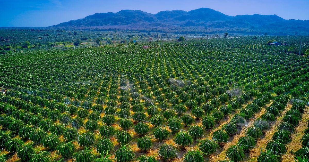 Dragon Fruit Farms vietnam