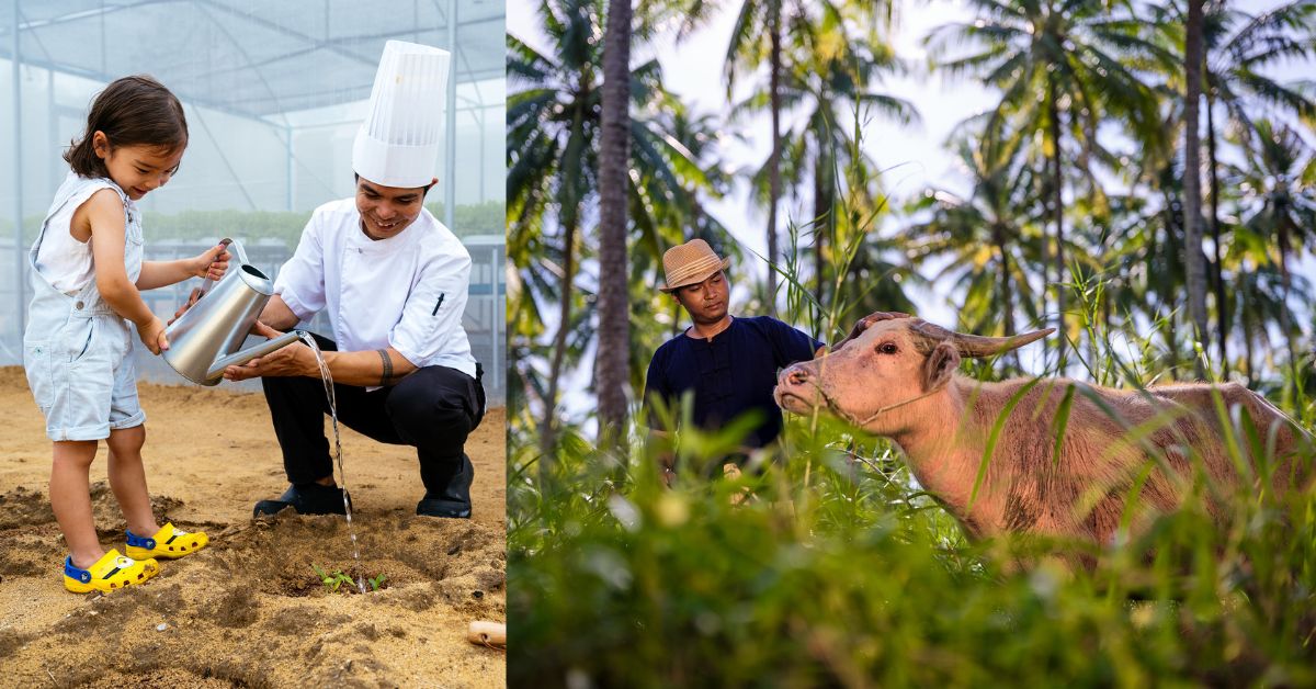 JW Marriott Khao Lak renovation