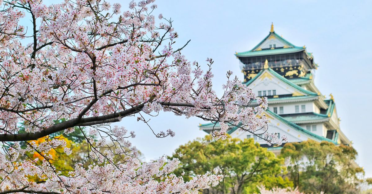 osaka cherry blossoms