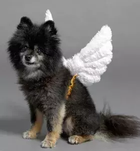 Online Pet Stores in Singapore