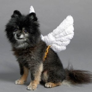 Online Pet Stores in Singapore