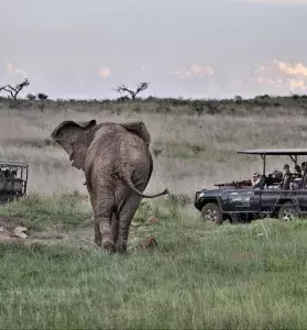 South African Designer Helen Grisdale on her Favourite Private Game Reserves-Thumb