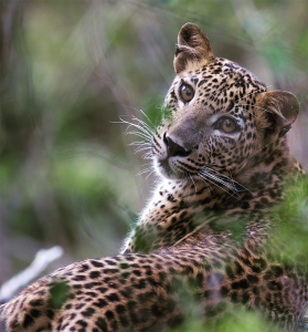 Sri Lanka: Yala National Park with Ceylon Wild Safaris - Thumb