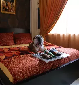 Products and Services to Pamper Your Dogs - Thumb