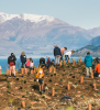 New Zealand Invites You To Join Them In Planting A ‘Forest of Hope’ 